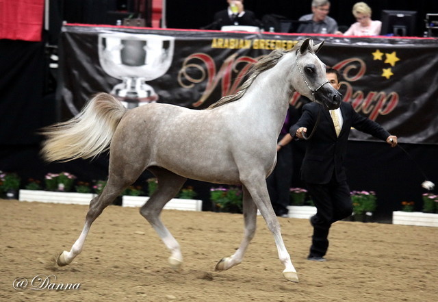 6th Annual Arabian Breeders' World Cup - Day 2