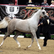 6th Annual Arabian Breeders' World Cup - Day 2