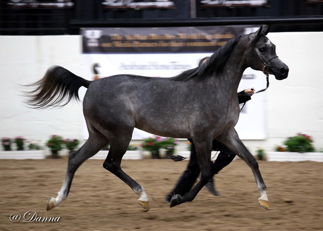 6th Annual Arabian Breeders' World Cup - Day 2