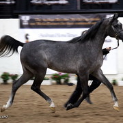 6th Annual Arabian Breeders' World Cup - Day 2