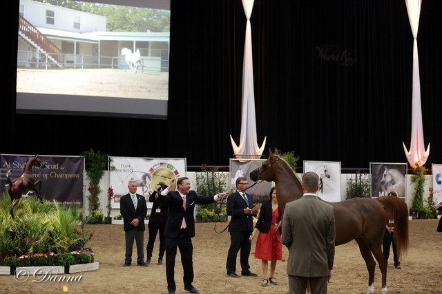 6th Annual Arabian Breeders' World Cup - Day 2