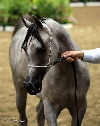 6th Annual Arabian Breeders' World Cup - Day 2