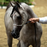 6th Annual Arabian Breeders' World Cup - Day 2