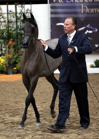 6th Annual Arabian Breeders' World Cup - Day 2