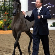 6th Annual Arabian Breeders' World Cup - Day 2