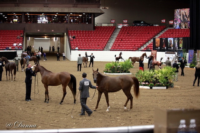 6th Annual Arabian Breeders' World Cup - Day 2