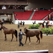 6th Annual Arabian Breeders' World Cup - Day 2