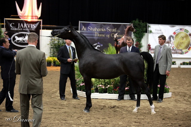 6th Annual Arabian Breeders' World Cup - Day 2