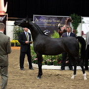 6th Annual Arabian Breeders' World Cup - Day 2