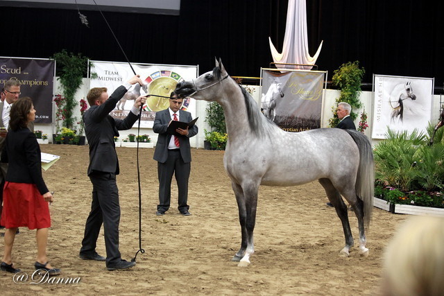 6th Annual Arabian Breeders' World Cup - Day 2