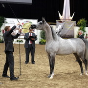 6th Annual Arabian Breeders' World Cup - Day 2