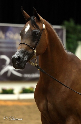 6th Annual Arabian Breeders' World Cup - Day 2