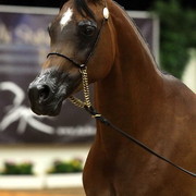 6th Annual Arabian Breeders' World Cup - Day 2