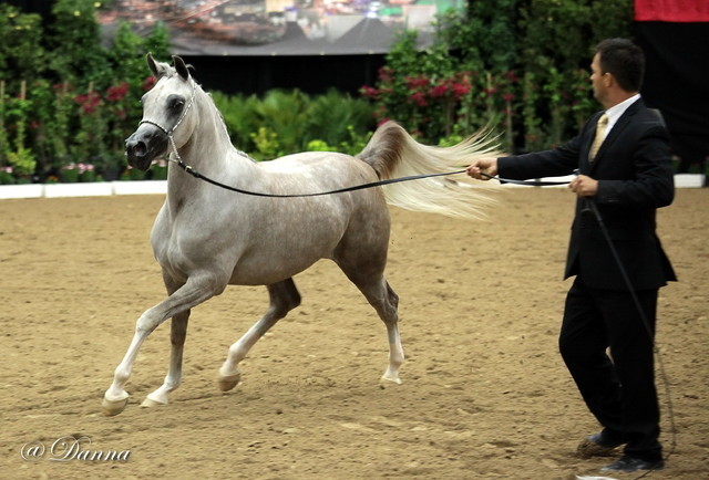 6th Annual Arabian Breeders' World Cup - Day 2