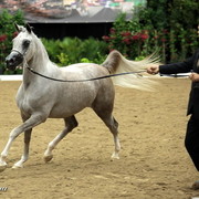 6th Annual Arabian Breeders' World Cup - Day 2