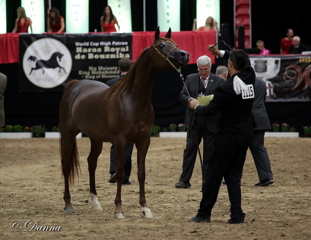 6th Annual Arabian Breeders' World Cup - Day 2