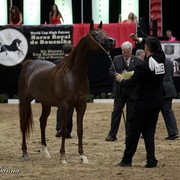 6th Annual Arabian Breeders' World Cup - Day 2