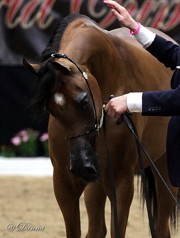 6th Annual Arabian Breeders' World Cup - Day 2