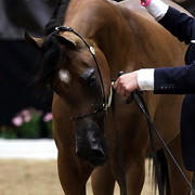6th Annual Arabian Breeders' World Cup - Day 2
