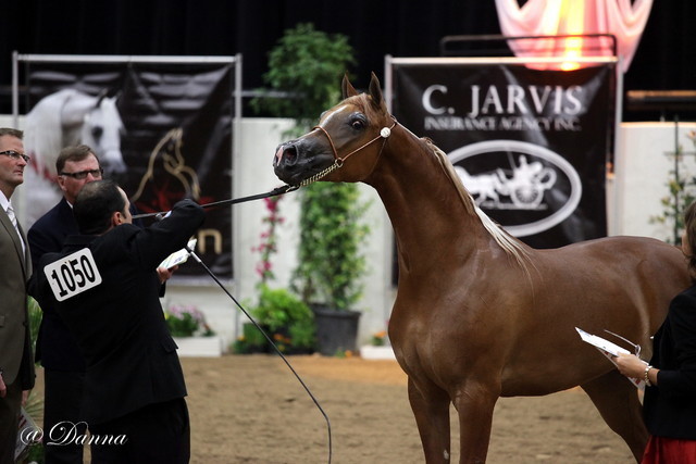 6th Annual Arabian Breeders' World Cup - Day 2