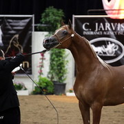 6th Annual Arabian Breeders' World Cup - Day 2