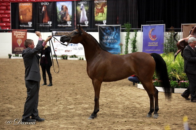 6th Annual Arabian Breeders' World Cup - Day 2