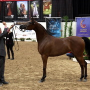 6th Annual Arabian Breeders' World Cup - Day 2