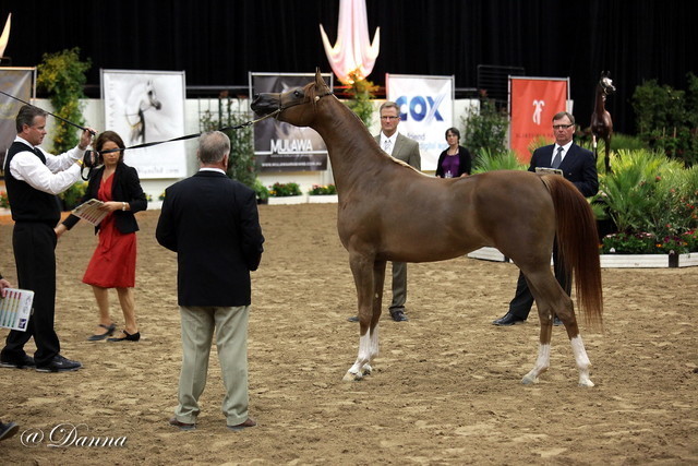 6th Annual Arabian Breeders' World Cup - Day 2
