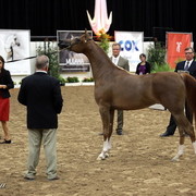 6th Annual Arabian Breeders' World Cup - Day 2