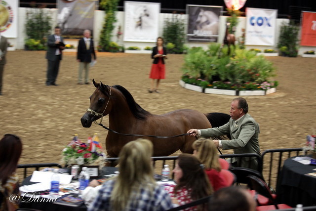 6th Annual Arabian Breeders' World Cup - Day 2