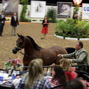 6th Annual Arabian Breeders' World Cup - Day 2