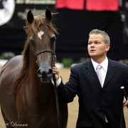 6th Annual Arabian Breeders' World Cup - Day 2