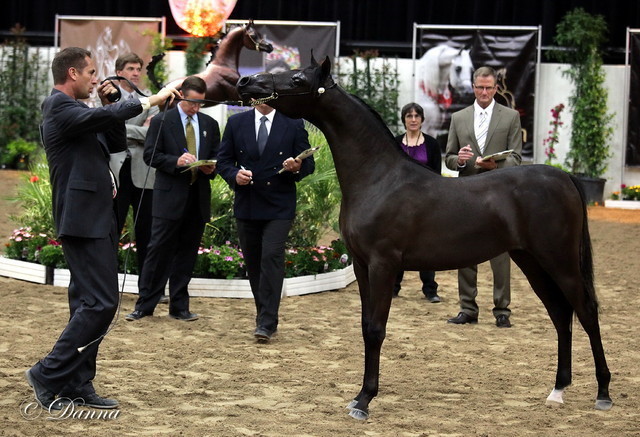 6th Annual Arabian Breeders' World Cup - Day 2