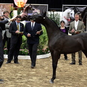 6th Annual Arabian Breeders' World Cup - Day 2