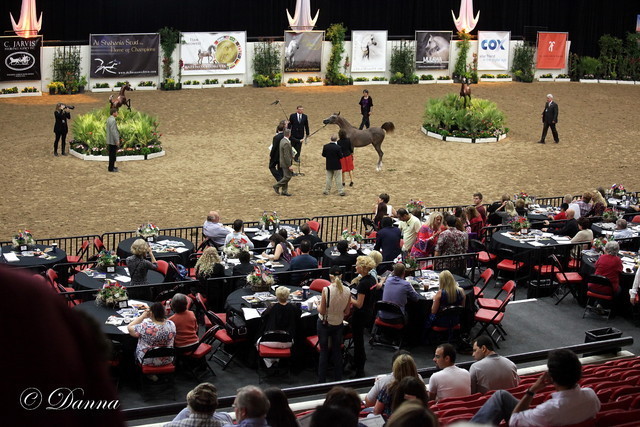 6th Annual Arabian Breeders' World Cup - Day 2