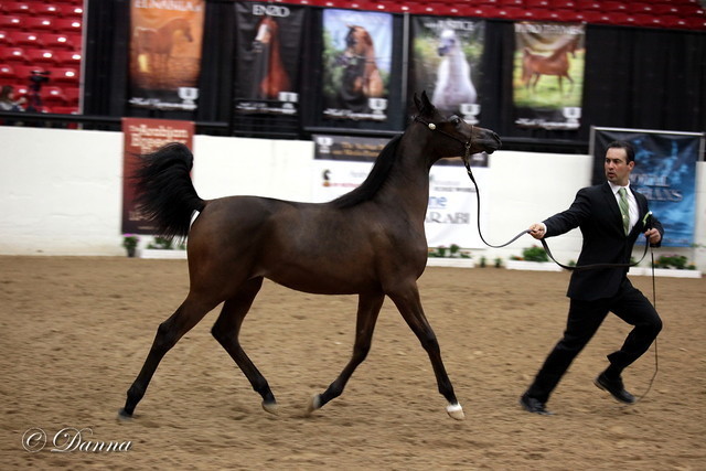 6th Annual Arabian Breeders' World Cup - Day 2