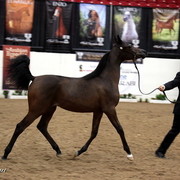 6th Annual Arabian Breeders' World Cup - Day 2
