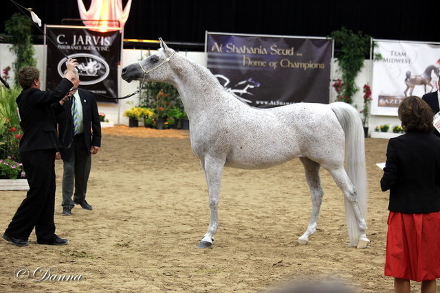6th Annual Arabian Breeders' World Cup - Day 2