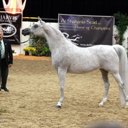 6th Annual Arabian Breeders' World Cup - Day 2