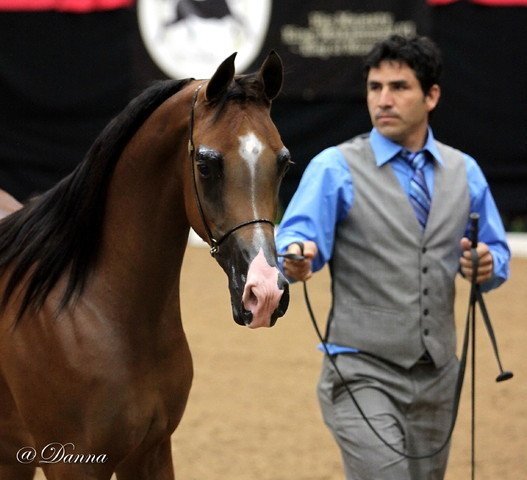 6th Annual Arabian Breeders' World Cup - Day 2