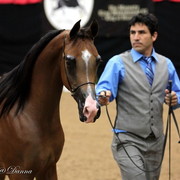 6th Annual Arabian Breeders' World Cup - Day 2