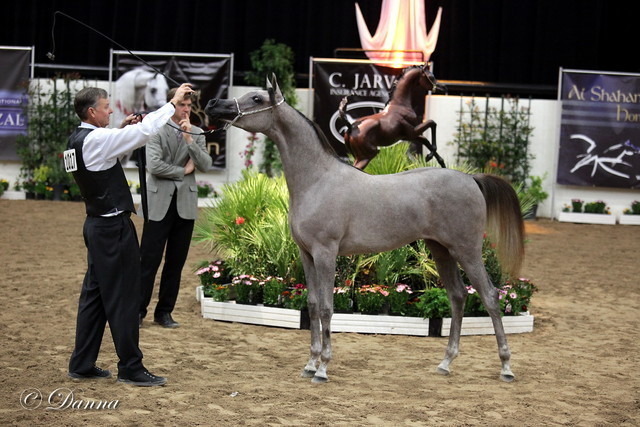 6th Annual Arabian Breeders' World Cup - Day 2