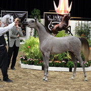6th Annual Arabian Breeders' World Cup - Day 2