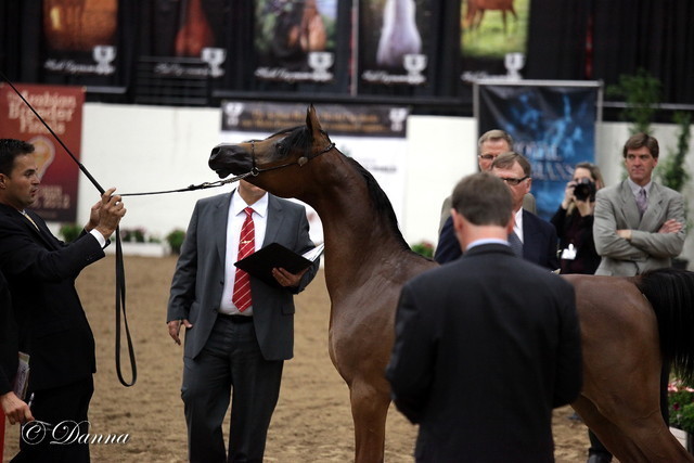 6th Annual Arabian Breeders' World Cup - Day 2