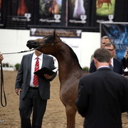 6th Annual Arabian Breeders' World Cup - Day 2