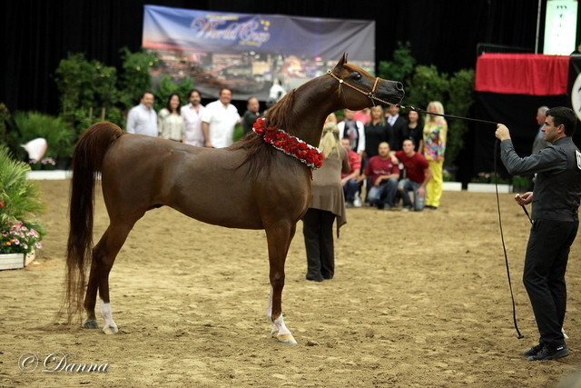 6th Annual Arabian Breeders World Cup - Day 3