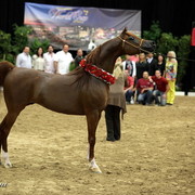 6th Annual Arabian Breeders World Cup - Day 3
