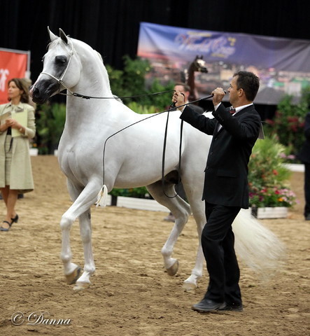 6th Annual Arabian Breeders World Cup - Day 3