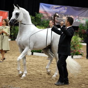 6th Annual Arabian Breeders World Cup - Day 3