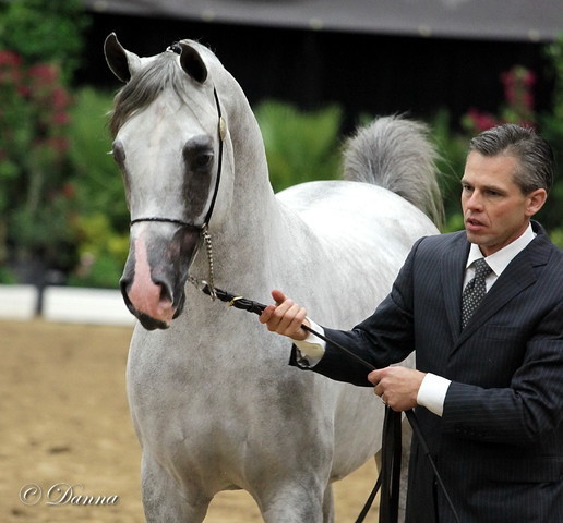 6th Annual Arabian Breeders World Cup - Day 3